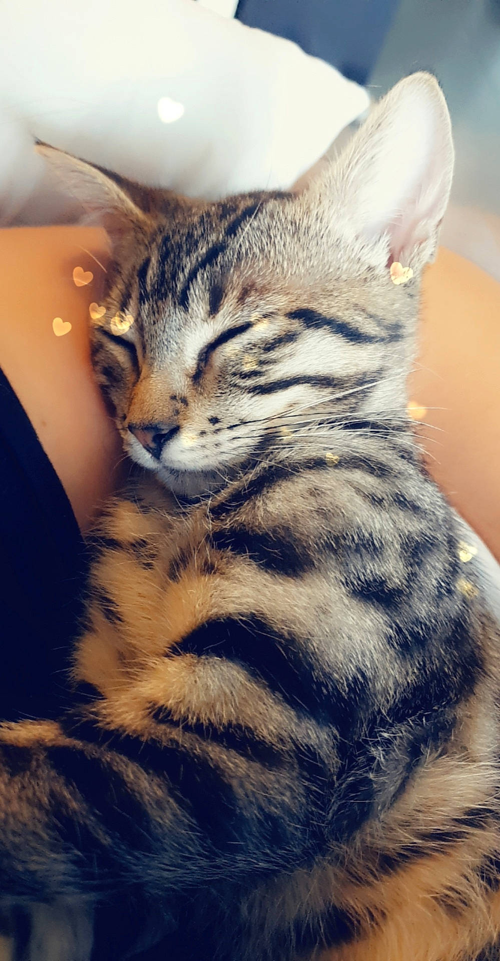 Zazou participe au concours pour gagner de l'argent avec cette photo : american_shorthair, american_wirehair, asian, california_spangled, carnivore, cat, domestic_short_haired_cat, dragon_li, egyptian_mau, european_shorthair, felidae, fur, kitten, mammal, pixie_bob, small_to_medium_sized_cats, snout, tabby_cat, vertebrate, whiskers