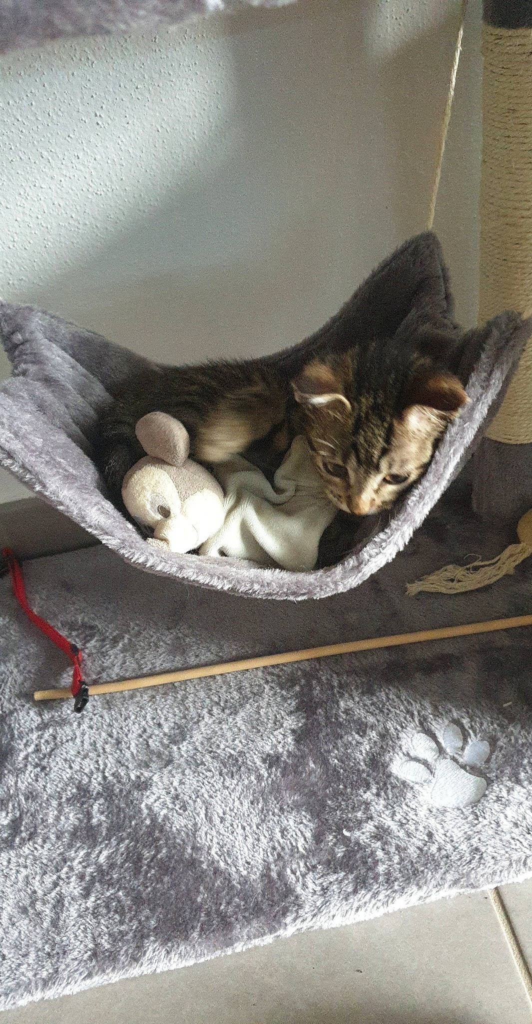 Zazou a rejoint le concours — aidez-le/la à gagner de superbes lots ! american_shorthair, asian, carnivore, cat, cat_bed, chausie, domestic_short_haired_cat, egyptian_mau, european_shorthair, felidae, kitten, small_to_medium_sized_cats, tabby_cat, whiskers