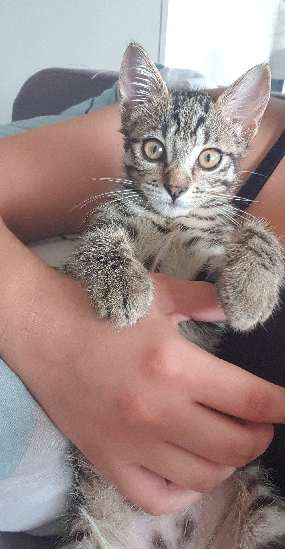 Zazou participe au concours pour gagner de l'argent avec cette photo : american_shorthair, american_wirehair, asian, california_spangled, carnivore, cat, domestic_short_haired_cat, dragon_li, ear, egyptian_mau, european_shorthair, felidae, kitten, mammal, pixie_bob, skin, small_to_medium_sized_cats, snout, tabby_cat, whiskers