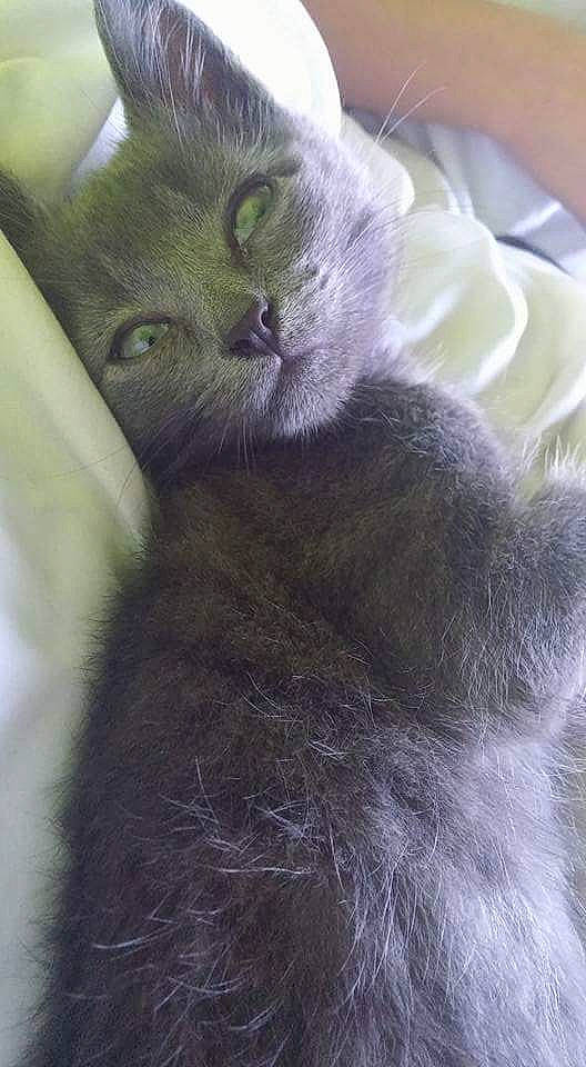 Babouche participe au concours pour gagner de l'argent avec cette photo : asian, black_cat, british_longhair, british_shorthair, carnivore, cat, chartreux, domestic_short_haired_cat, felidae, fur, kitten, korat, mammal, nebelung, polydactyl_cat, russian_blue, small_to_medium_sized_cats, snout, whiskers
