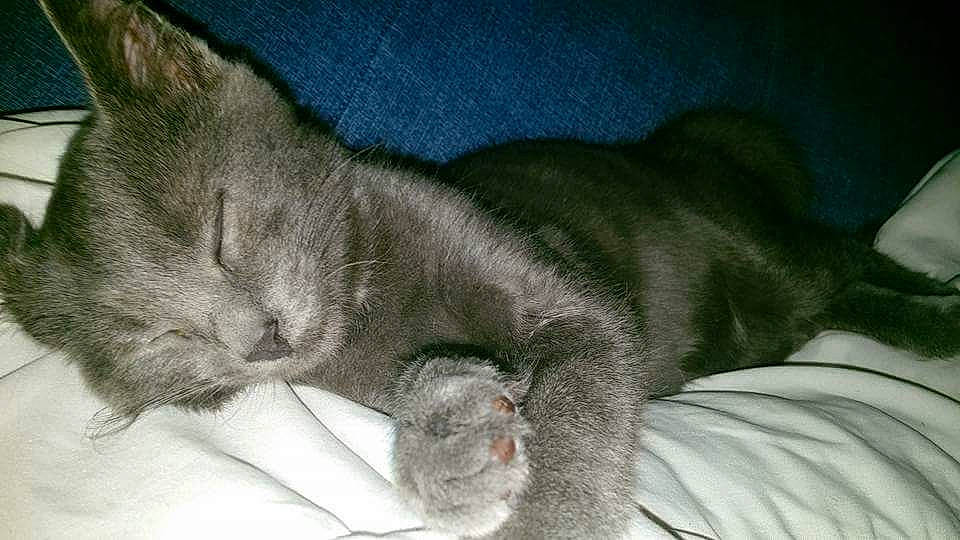 Babouche participe au concours pour gagner de l'argent avec cette photo : asian, carnivore, cat, domestic_short_haired_cat, ear, european_shorthair, felidae, fur, kitten, korat, mammal, nap, russian_blue, sleep, small_to_medium_sized_cats, snout, vertebrate, whiskers