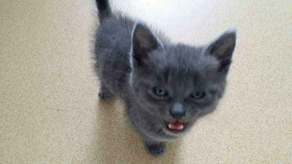 Babouche participe au concours pour gagner de l'argent avec cette photo : british_longhair, british_semi_longhair, british_shorthair, carnivore, cat, chartreux, domestic_short_haired_cat, european_shorthair, felidae, kitten, korat, mammal, munchkin, nebelung, ojos_azules, russian_blue, small_to_medium_sized_cats, snout, vertebrate, whiskers