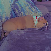 Nico is registered to the contest to win money with this photo: dog, sleeping, couch, blanket, pillow, holiday, christmas_tree, indoor, relaxation, pet, brown_dog, decorations, cozy, home, furniture, resting, domestic, red_collar, soft_texture, warm_lighting