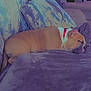 dog, sleeping, couch, blanket, pillow, holiday, christmas_tree, indoor, relaxation, pet, brown_dog, decorations, cozy, home, furniture, resting, domestic, red_collar, soft_texture, warm_lighting