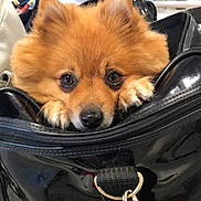 Panino participe au concours pour gagner de l'argent avec cette photo : dog, pomeranian, pet, animal, cute, bag, black_bag, airport, travel, waiting_area, fur, ears, eyes, snout, leash_hook, indoor, portrait, small_dog, curious, adorable