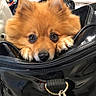 dog, pomeranian, pet, animal, cute, bag, black_bag, airport, travel, waiting_area, fur, ears, eyes, snout, leash_hook, indoor, portrait, small_dog, curious, adorable