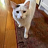 Prince joined the competition — help win amazing prizes! cat, white_cat, fluffy, pet, animal, feline, whiskers, ears, eyes, nose, walking, standing, indoors, hallway, hardwood_floor, rug, home, portrait, closeup, cute