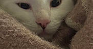 Prince is registered to the contest to win money with this photo: cat, white_cat, fluffy, feline, pet, animal, close_up, portrait, face, eyes, nose, whiskers, ears, blanket, knit, cozy, indoors, sleepy, soft_texture, cuddly