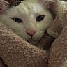 cat, white_cat, fluffy, feline, pet, animal, close_up, portrait, face, eyes, nose, whiskers, ears, blanket, knit, cozy, indoors, sleepy, soft_texture, cuddly