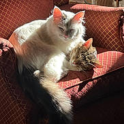 Prince joined the competition — help win amazing prizes! cat, cats, kitten, feline, fluffy, white_cat, tabby_cat, sleeping, relaxed, sunlight, sunbeam, armchair, cushion, indoor, home, furniture, portrait, pet, whiskers, cozy