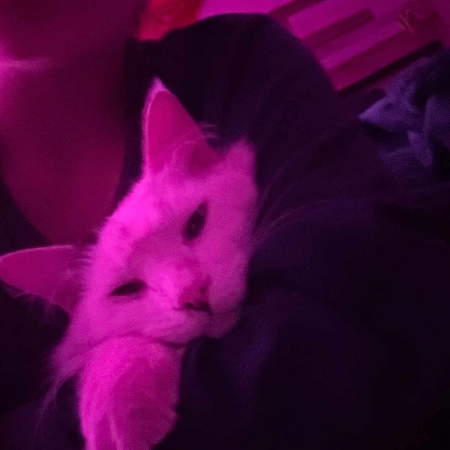 Prince joined the competition — help win amazing prizes! cat, feline, pet, animal, sleepy, relaxed, lying_down, close_up, whiskers, ears, fur, face, portrait, indoor, home, blanket, couch, magenta_lighting, low_light, cozy