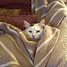 Prince joined the competition — help win amazing prizes! cat, white_cat, fluffy, feline, pet, animal, portrait, face, eyes, ears, pink_nose, blanket, plaid, cozy, indoors, couch, soft, warm_lighting, snuggled, relaxed