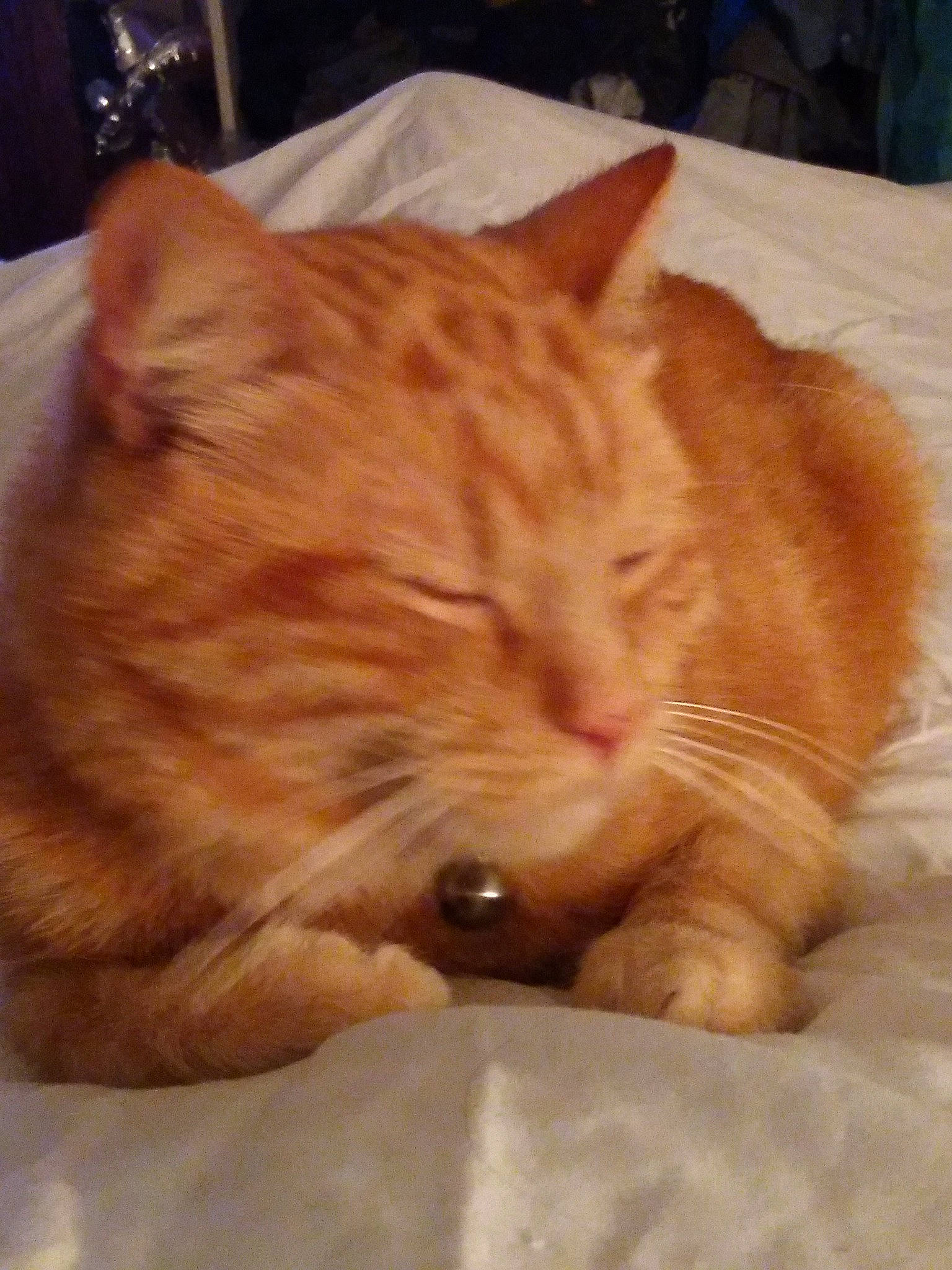 Patapouf participe au concours pour gagner de l'argent avec cette photo : carnivore, cat, cat_supply, claw, comfort, domestic_short_haired_cat, fawn, felidae, flooring, fur, hardwood, ingredient, nap, paw, small_to_medium_sized_cats, snout, tableware, tail, whiskers, wood