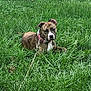 Tigress is registered to the contest to win money with this photo: dog, brindle, collar, leash, grass, outdoor, pet, canine, fence, greenery, nature, animal, resting, summer, yard, domestic_animal, mammal, field, plant, leisure
