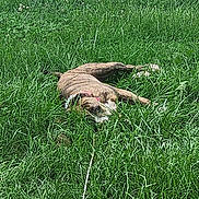 Tigress is registered to the contest to win money with this photo: dog, brindle, grass, yard, outdoor, fence, pet, canine, relaxing, nature, greenery, summer, animal, leash, resting, sunlight, playful, domestic, mammal, peaceful