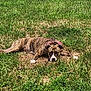 dog, brindle, collar, grass, outdoor, pet, animal, lying_down, field, daylight, nature, canine, fur, resting, looking, calm, summer, ground, muzzle, ears