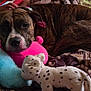 Tigress is registered to the contest to win money with this photo: dog, brindle, plush_toy, pink, blue_stuffed_animal, blanket, child, arm, bed, resting, indoor, soft, cozy, pet, animal, fur, stuffed_animal, comfort, relaxing, cuddle