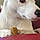 Snoopy