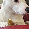 dog, white_dog, black_ear, pet, animal, portrait, close_up, chew_toy, treat, bone, sitting, paws, red_couch, indoor, home, fur, nose, brown_eyes, relaxed, funny