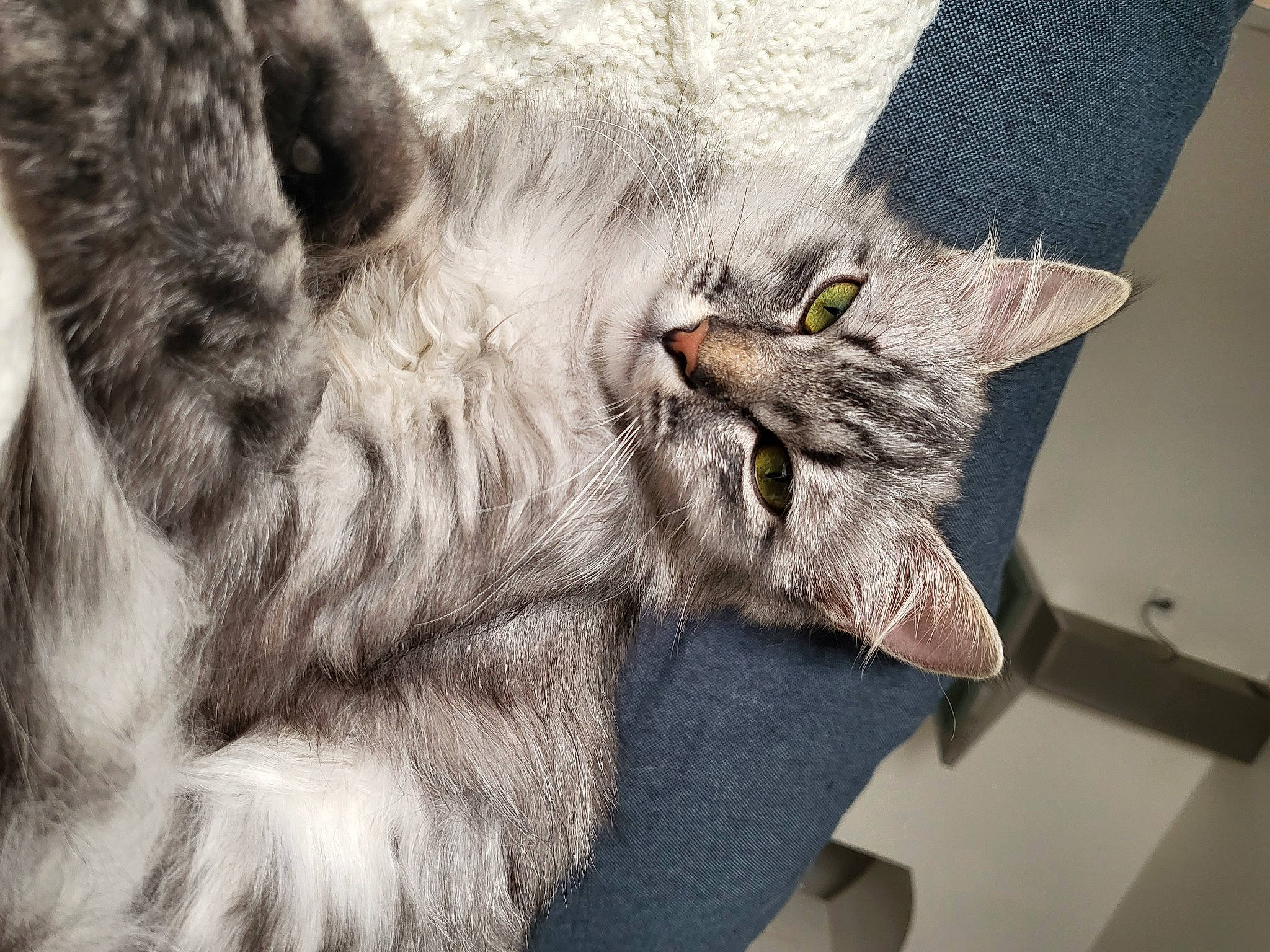 Iris participe au concours pour gagner de l'argent avec cette photo : british_longhair, canidae, carnivore, cat, claw, comfort, domestic_short_haired_cat, eye, felidae, fur, gesture, grey, paw, photo_caption, small_to_medium_sized_cats, snout, tail, terrestrial_animal, whiskers, wildlife