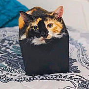 Ginger is registered to the contest to win money with this photo: cat, calico_cat, box, bedspread, pattern, indoor, pet, animal, feline, cute, curious, closeup, snug, resting, colorful, fur, whiskers, ears, eyes, cozy