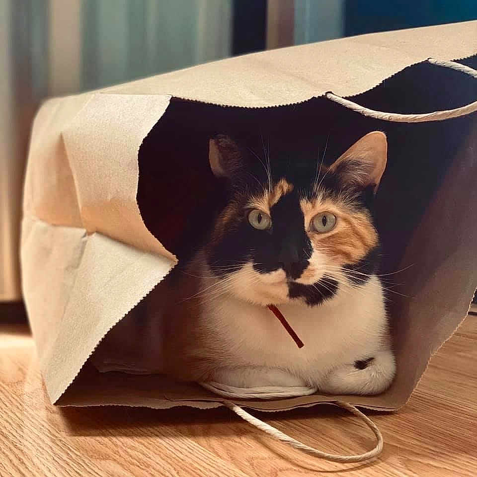 Ginger is registered to the contest to win money with this photo: cat, calico, paper_bag, indoor, wooden_floor, pet, animal, curious, cozy, fur, whiskers, ears, sitting, close_up, playful, natural_light, shadow, texture, domestic, resting
