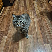 Diamond is registered to the contest to win money with this photo: animal, cat, curious, cute, domestic_cat, feline, flooring, fur, home, indoor, kitchen, kitten_like, looking_up, mammal, pet, portrait, standing, tabby, whiskers, wooden_floor