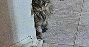 Diamond joined the competition — help win amazing prizes! animal, carpet, cat, cautious, corner, curious, feline, floor, fluffy, home, indoor, peeking, pet, quiet, rug, shadow, staircase, tabby, tile_floor, wall