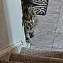 Diamond joined the competition — help win amazing prizes! cat, fluffy, peeking, wall, staircase, carpet, floor, rug, indoor, pet, animal, tabby, curious, feline, home, tile_floor, shadow, quiet, corner, cautious
