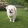 dog, puppy, pomeranian, fluffy, white_fur, green_bow, polka_dot, tongue_out, happy, grass, lawn, outdoors, flowers, shrubbery, portrait, cute, small_dog, paws, pet, meadow