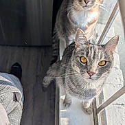 Creed And Strange is registered to the contest to win money with this photo: cat, cats, tabby_cat, windowsill, window, sunlight, green_eyes, golden_eyes, whiskers, indoor, pet, looking_up, curious, pair, closeup, fur, paws, curtain, hardwood_floor, glass_reflection