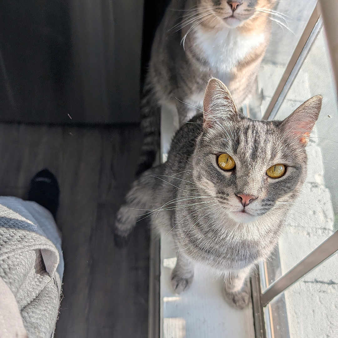 Creed And Strange is registered to the contest to win money with this photo: cat, cats, closeup, curious, curtain, fur, glass_reflection, golden_eyes, green_eyes, hardwood_floor, indoor, looking_up, pair, paws, pet, sunlight, tabby_cat, whiskers, window, windowsill