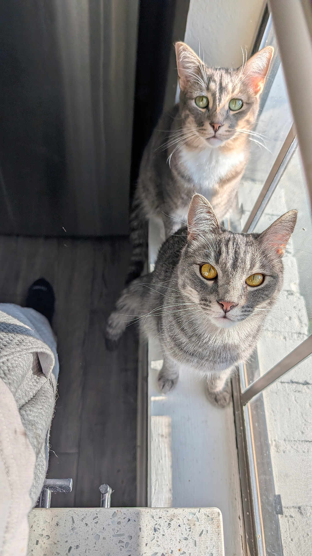 Creed And Strange is registered to the contest to win money with this photo: cat, cats, tabby_cat, windowsill, window, sunlight, green_eyes, golden_eyes, whiskers, indoor, pet, looking_up, curious, pair, closeup, fur, paws, curtain, hardwood_floor, glass_reflection