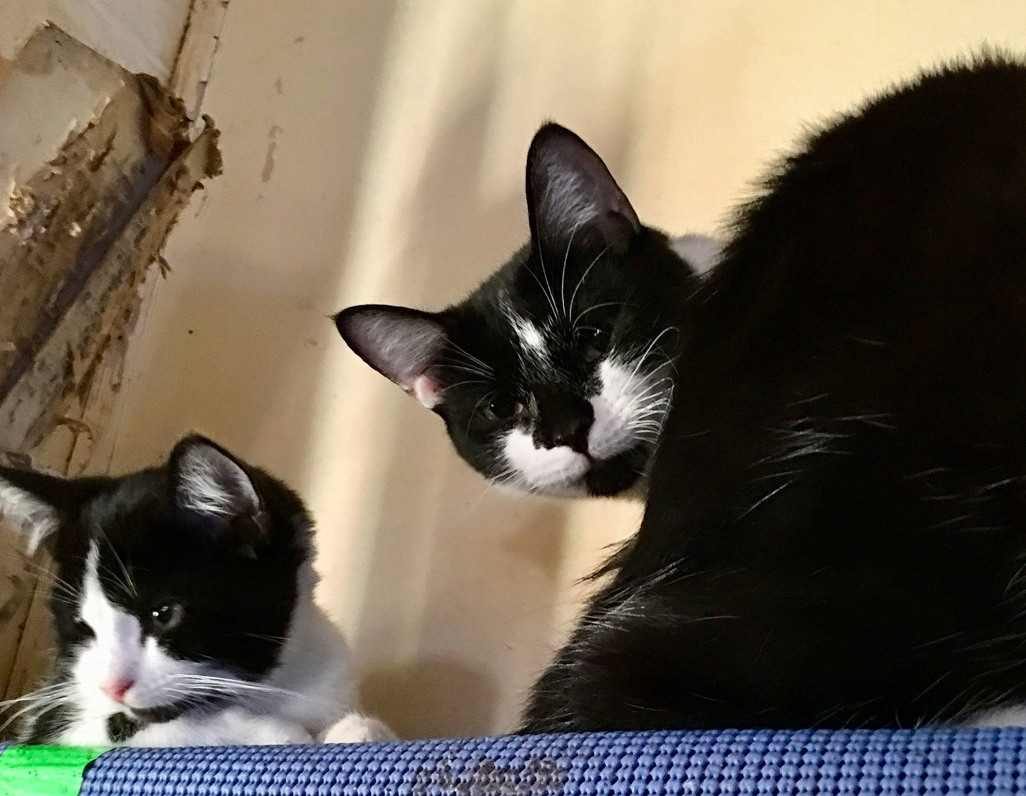 Nugget is registered to the contest to win money with this photo: black, black_cat, carnivore, cat, cat_supply, claw, comfort, domestic_short_haired_cat, felidae, fur, mammal, monochrome_photography, pet_supply, small_to_medium_sized_cats, snout, tail, tree, vertebrate, whiskers, window