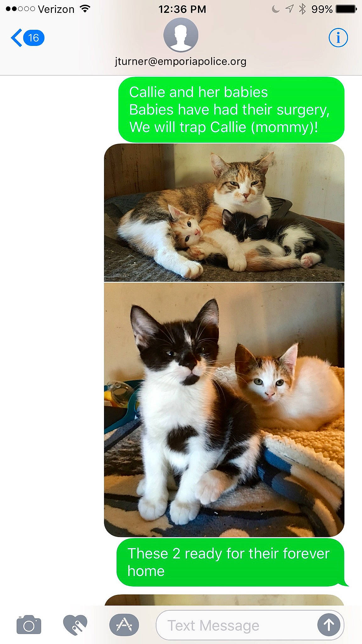 Nugget joined the competition — help win amazing prizes! art, carnivore, cat, cat_supply, felidae, font, formal_wear, fur, internet_meme, mammal, paw, pet_supply, photo_caption, photograph, poster, small_to_medium_sized_cats, snapshot, tail, vertebrate, whiskers