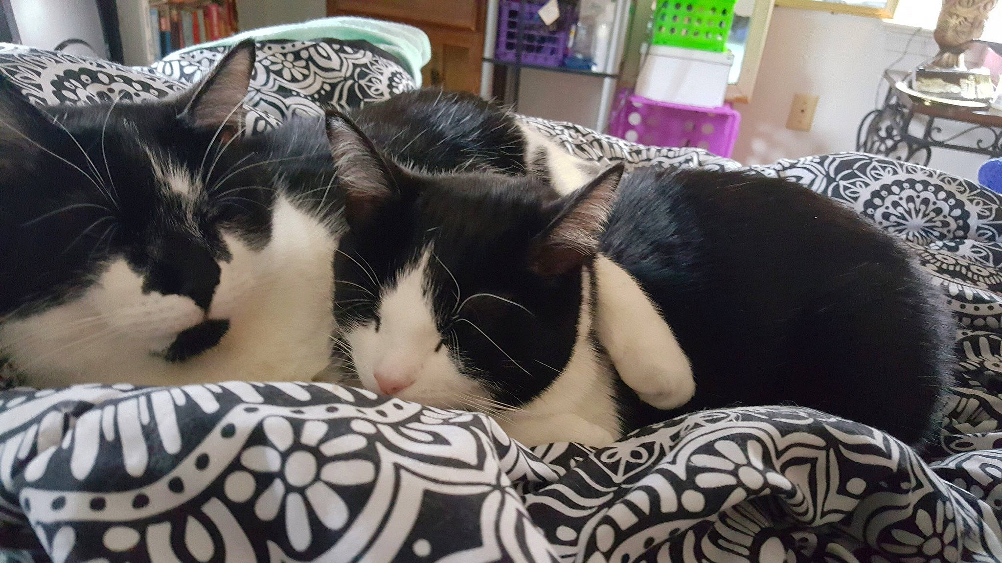 Nugget joined the competition — help win amazing prizes! bed, bedding, black_hair, blanket, carnivore, cat, comfort, domestic_short_haired_cat, felidae, fur, linens, love, nap, pattern, room, sleep, small_to_medium_sized_cats, snout, tail, whiskers