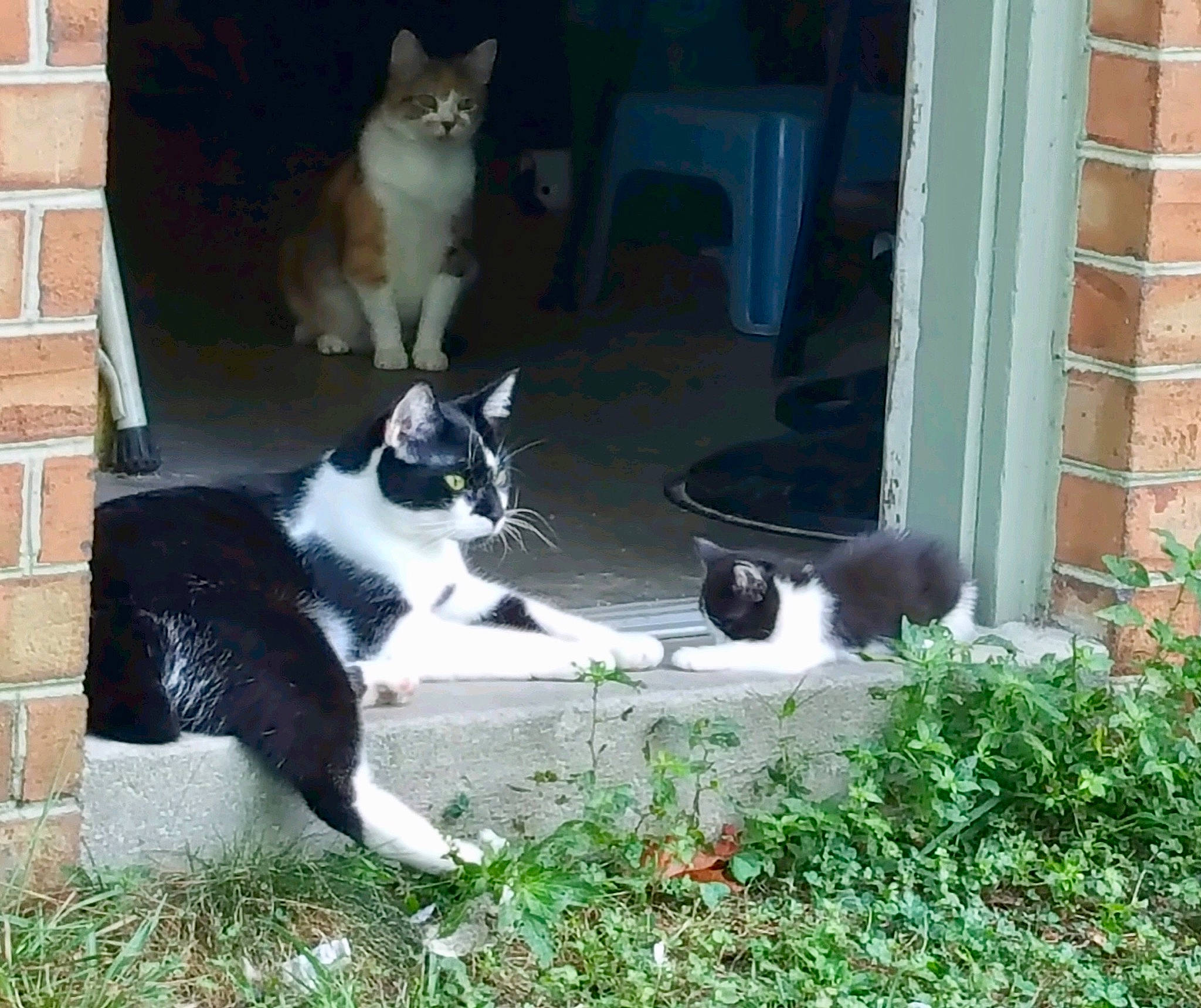 Nugget is registered to the contest to win money with this photo: brick, brickwork, carnivore, cat, domestic_short_haired_cat, door, felidae, fur, grass, photography, plant, sitting, small_to_medium_sized_cats, tail, terrestrial_animal, tree, vertebrate, whiskers