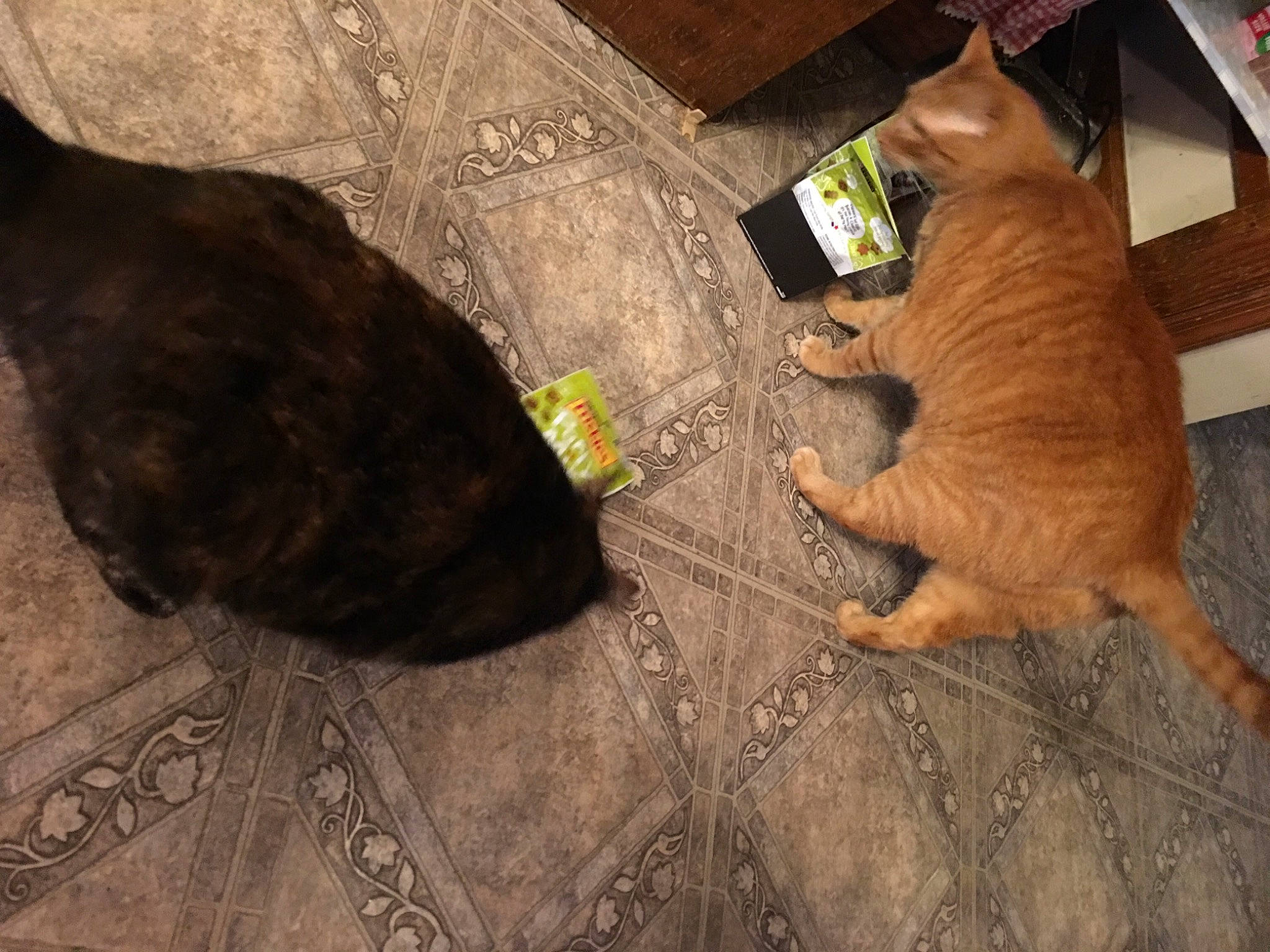 Ferguson is registered to the contest to win money with this photo: brown, carnivore, cat, comfort, dog_breed, fawn, felidae, floor, flooring, grass, hardwood, plant, small_to_medium_sized_cats, snout, sporting_group, tail, textile, tints_and_shades, whiskers, wood