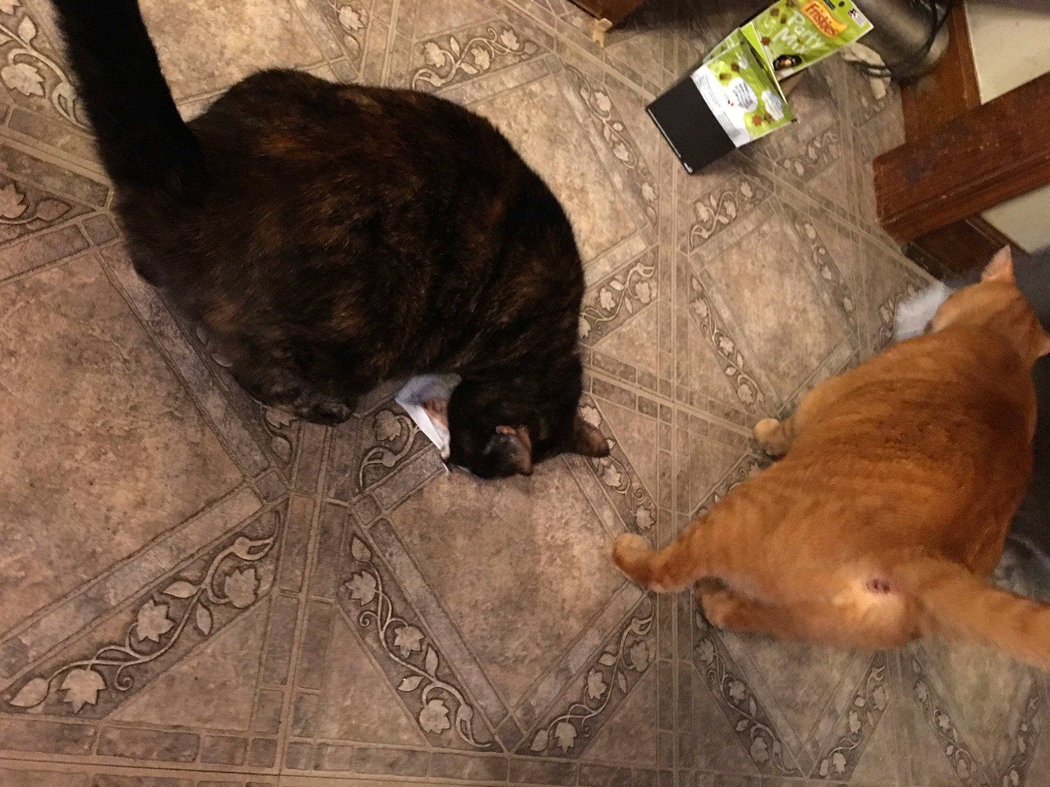 Ferguson joined the competition — help win amazing prizes! brown, carnivore, cat, comfort, dog_breed, fawn, felidae, floor, flooring, fur, liver, mammal, small_to_medium_sized_cats, snout, tail, terrestrial_animal, vertebrate, whiskers, wood, working_animal