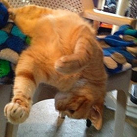 Pumpkin is registered to the contest to win money with this photo: carnivore, cat, claw, companion_dog, dog_breed, fawn, felidae, flooring, fur, hardwood, paw, small_to_medium_sized_cats, snout, tail, terrestrial_animal, whiskers, wood