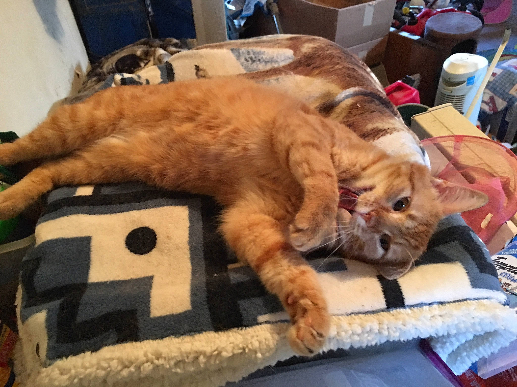 Pumpkin is registered to the contest to win money with this photo: bed, box, carnivore, cat, chair, claw, comfort, companion_dog, dog_breed, domestic_short_haired_cat, fawn, felidae, fur, lap, linens, nap, paw, small_to_medium_sized_cats, snout, whiskers