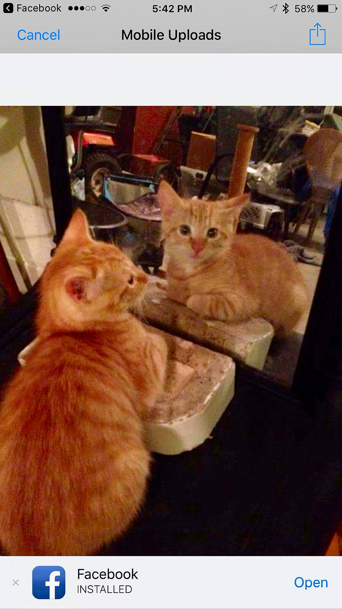 Pumpkin is registered to the contest to win money with this photo: carnivore, cat, chair, claw, comfort, domestic_short_haired_cat, fawn, felidae, fur, gesture, mammal, paw, photo_caption, rectangle, sitting, small_to_medium_sized_cats, tail, vertebrate, whiskers, wood