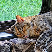 French Fry is registered to the contest to win money with this photo: cat, cozy, cushion, domestic_animal, feline, fur, greenery, indoor, nature, patterned_fabric, paw, pet, relaxation, resting, sleepy, sunlight, tabby, tongue_out, whiskers, window