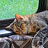 cat, cozy, cushion, domestic_animal, feline, fur, greenery, indoor, nature, patterned_fabric, paw, pet, relaxation, resting, sleepy, sunlight, tabby, tongue_out, whiskers, window
