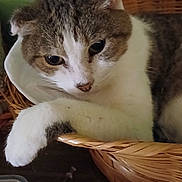 Luke is registered to the contest to win money with this photo: animal, basket, brown, cat, closeup, cozy, cute, domestic, feline, fur, indoor, paw, pet, portrait, relaxed, resting, sleepy, tabby, whiskers, white