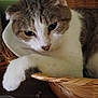 animal, basket, brown, cat, closeup, cozy, cute, domestic, feline, fur, indoor, paw, pet, portrait, relaxed, resting, sleepy, tabby, whiskers, white