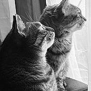 Hiro Et Djena participe au concours pour gagner de l'argent avec cette photo : cat, cats, feline, pet, window, curtain, black_and_white, portrait, fluffy, whiskers, side_view, indoor, close_up, animal, companions, looking_out, soft_light, texture, quiet, cozy