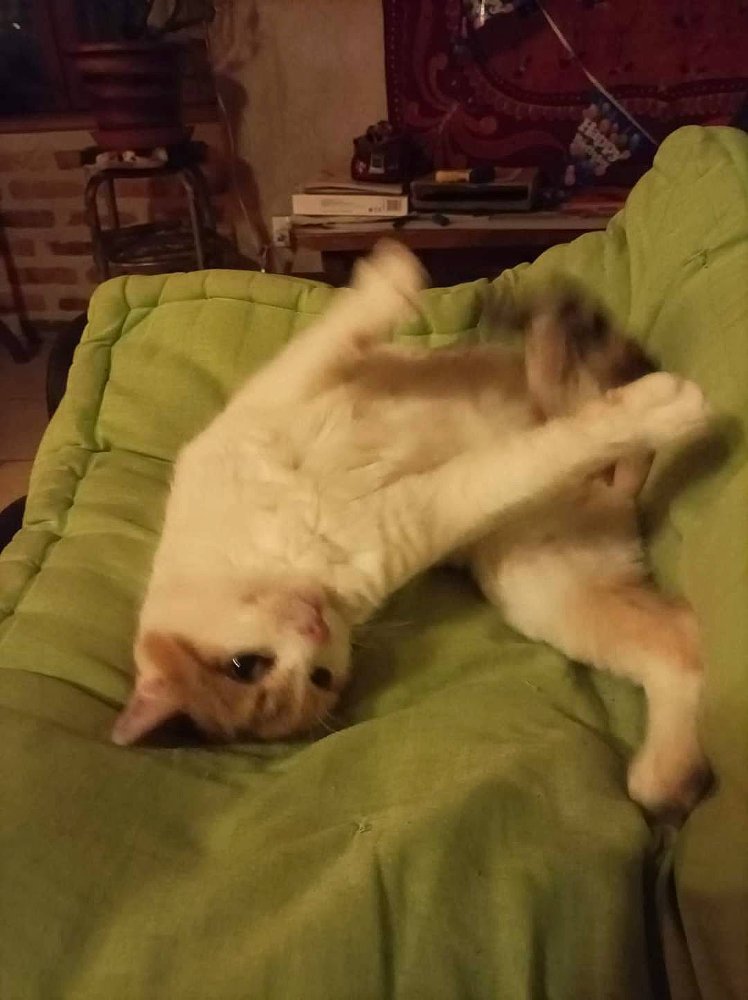 Pompette participe au concours pour gagner de l'argent avec cette photo : canidae, carnivore, cat, chair, comfort, companion_dog, dog_breed, duvet, fawn, felidae, foot, fur, linens, nap, paw, small_to_medium_sized_cats, snout, sporting_group, tail, whiskers