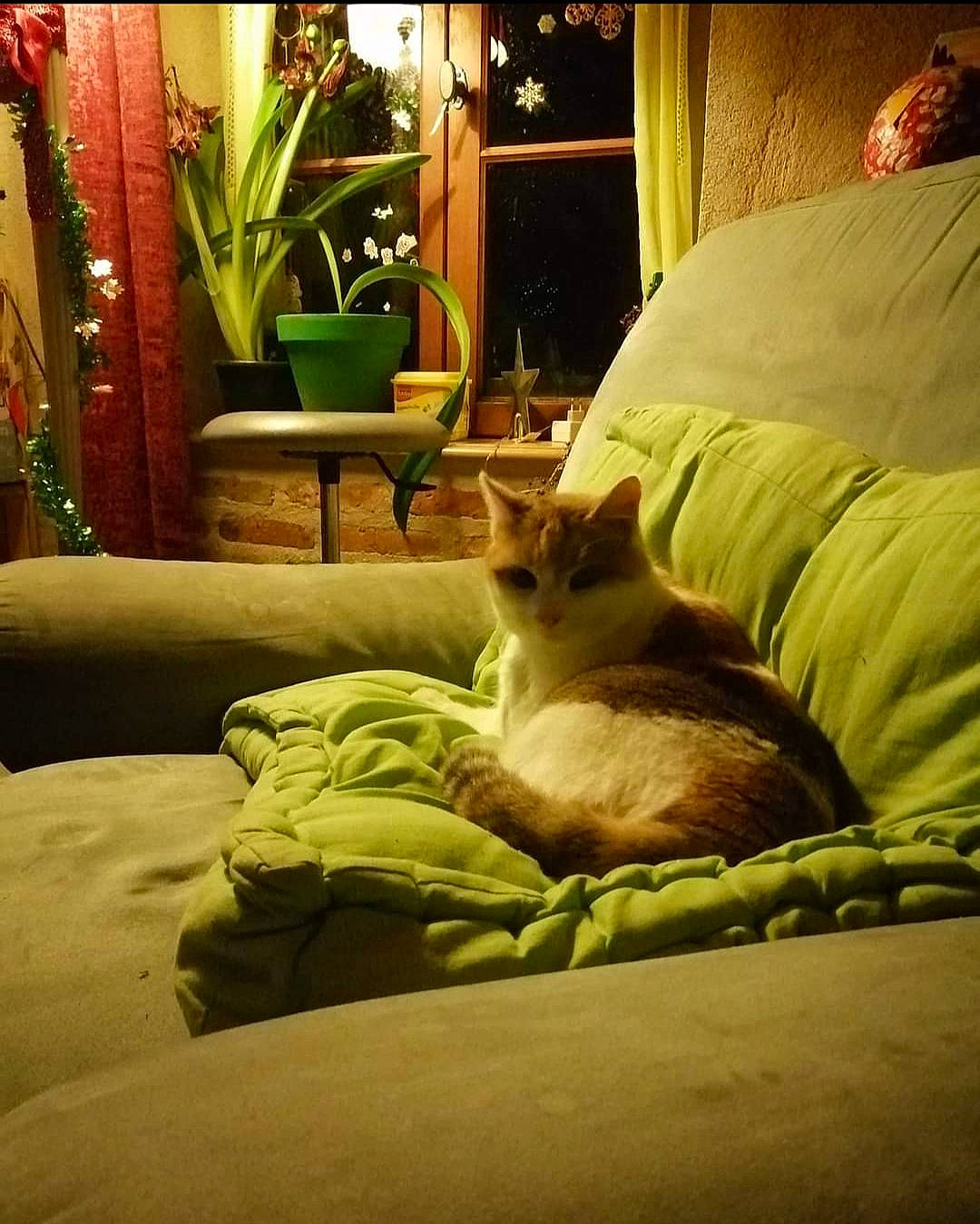 Pompette a rejoint le concours — aidez-le/la à gagner de superbes lots ! carnivore, cat, comfort, curtain, fawn, felidae, floor, flooring, flowerpot, houseplant, light, lighting, linens, morning, plant, small_to_medium_sized_cats, textile, tints_and_shades, whiskers, wood