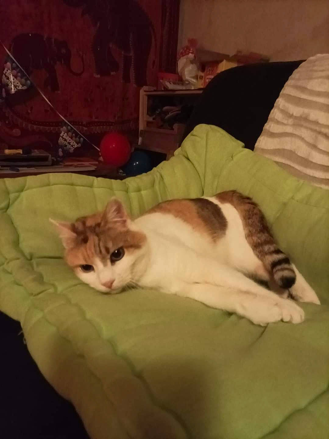 Pompette participe au concours pour gagner de l'argent avec cette photo : bed, bedding, carnivore, cat, comfort, companion_dog, domestic_short_haired_cat, duvet, fawn, felidae, fur, hardwood, linens, nap, paw, room, small_to_medium_sized_cats, tail, whiskers, wood